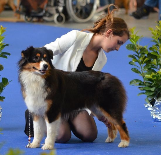 CH. Imperial isis black diamond du Chemin de la Lune aux Reves - 1 IER EXC CCJ