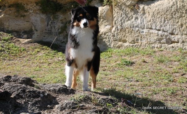 CH. Imperial isis black diamond du Chemin de la Lune aux Reves - EXC