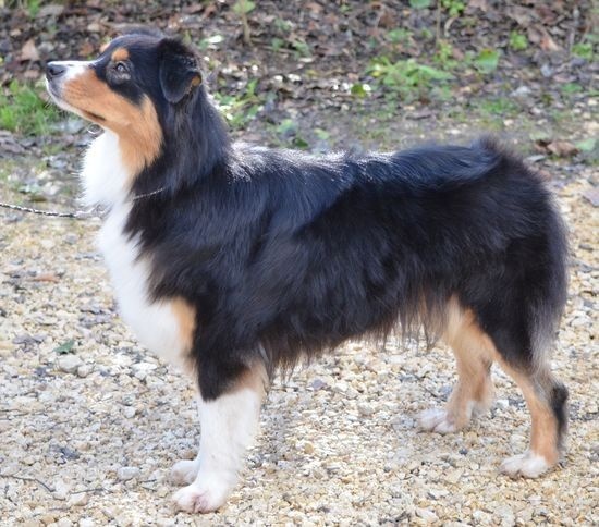 CH. Imperial isis black diamond du Chemin de la Lune aux Reves - 1 IER EXCELLENT