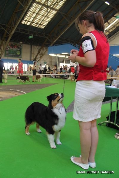 CH. Imperial isis black diamond du Chemin de la Lune aux Reves - 3 IEME EXCELLENT