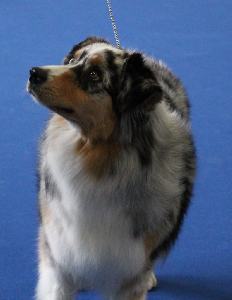 Guess des Wani - Yanpi - 2 ieme EXC RCACS RCACIB