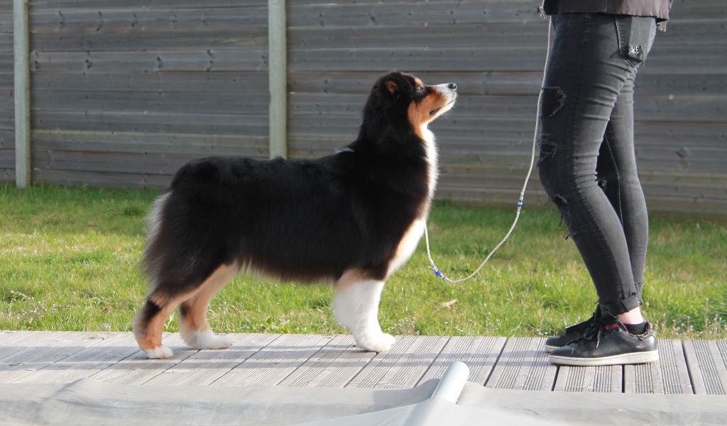 CH. Imperial isis black diamond du Chemin de la Lune aux Reves - 1 IER EXC CCH RCACIB