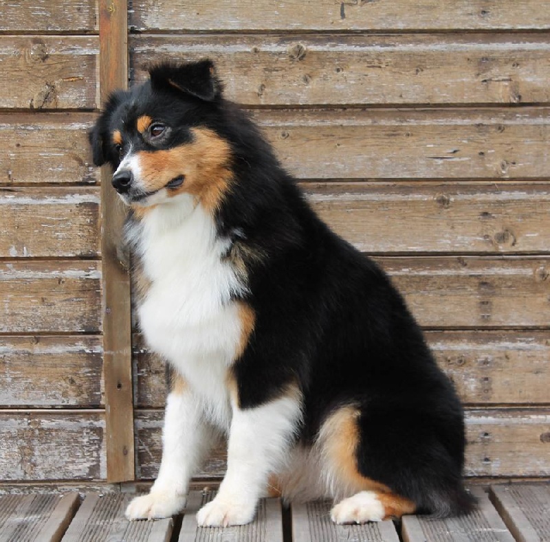 CH. Imperial isis black diamond du Chemin de la Lune aux Reves - 3 IEME EXCELLENT