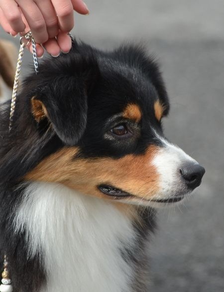 CH. Imperial isis black diamond du Chemin de la Lune aux Reves - 1 IER EXCELLENT CACS