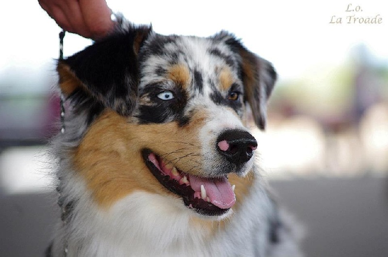 Guess des Wani - Yanpi - EXCELLENT NC