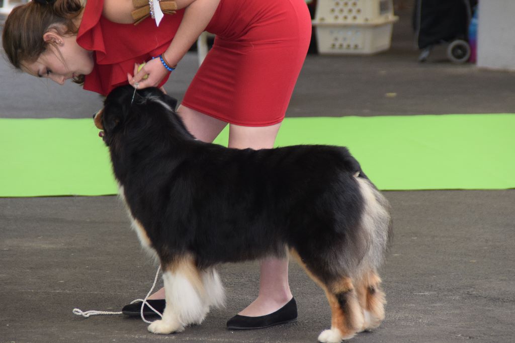 CH. Imperial isis black diamond du Chemin de la Lune aux Reves - 4 IEME EXC