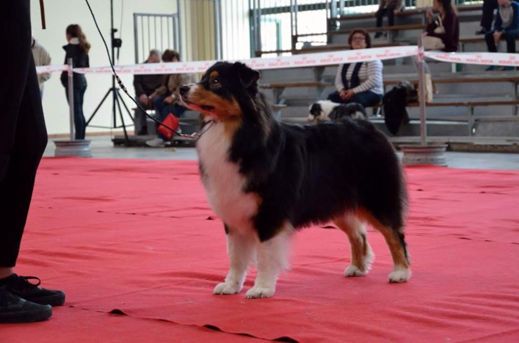 CH. Imperial isis black diamond du Chemin de la Lune aux Reves - 1 ier EXC CH BOB CH BOB