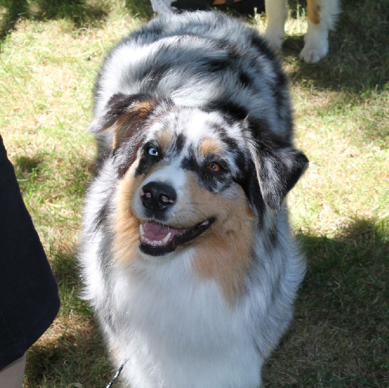 Guess des Wani - Yanpi - EXCELLENT OF NC