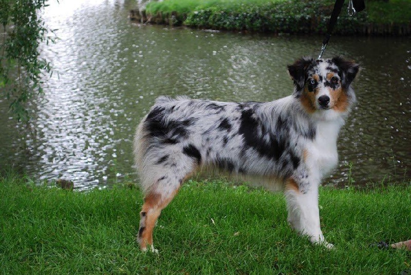 Guess des Wani - Yanpi - 3 IEME EXCELLENT JEUNE