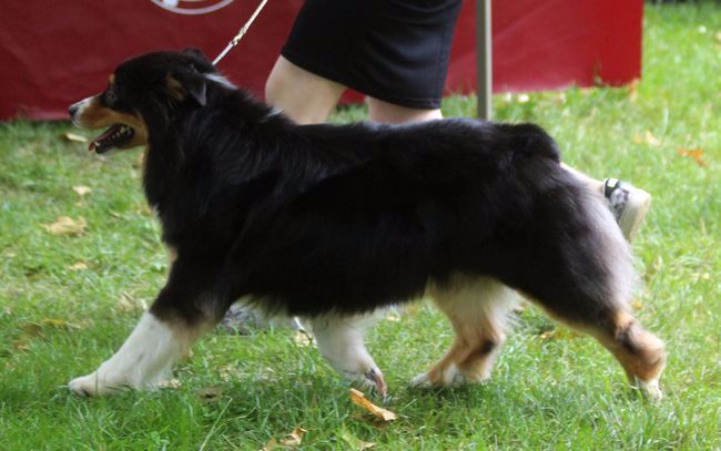 CH. Imperial isis black diamond du Chemin de la Lune aux Reves - 1 ier EXC RCACS