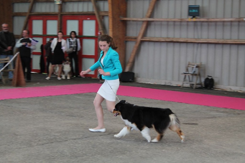 CH. Imperial isis black diamond du Chemin de la Lune aux Reves - EXCELLENT SELECTIONNE