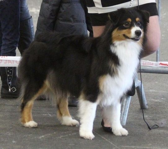 CH. Imperial isis black diamond du Chemin de la Lune aux Reves - EXC NC