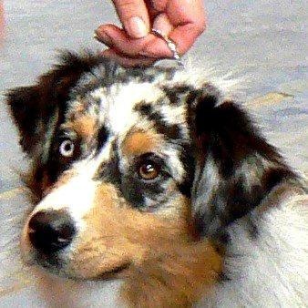 Guess des Wani - Yanpi - TRES BON