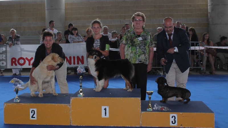 CH. Imperial isis black diamond du Chemin de la Lune aux Reves - 1 IER EXC BOB JUNIOR BOG JUNIOR BIS JUNIOR