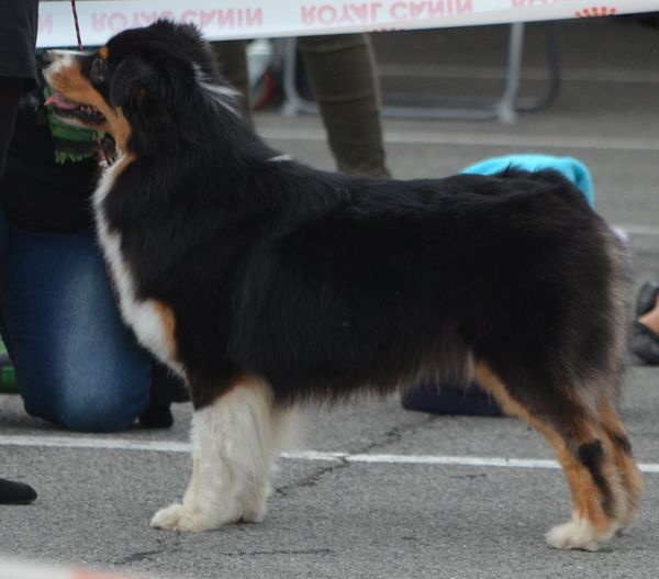 CH. Imperial isis black diamond du Chemin de la Lune aux Reves - 2 IEME EXC