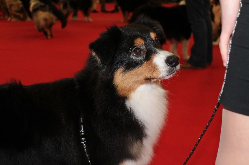 CH. Imperial isis black diamond du Chemin de la Lune aux Reves - 1 IER EXCELLENT CACS RCACIB