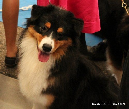 CH. Imperial isis black diamond du Chemin de la Lune aux Reves - EXCELLENT JF