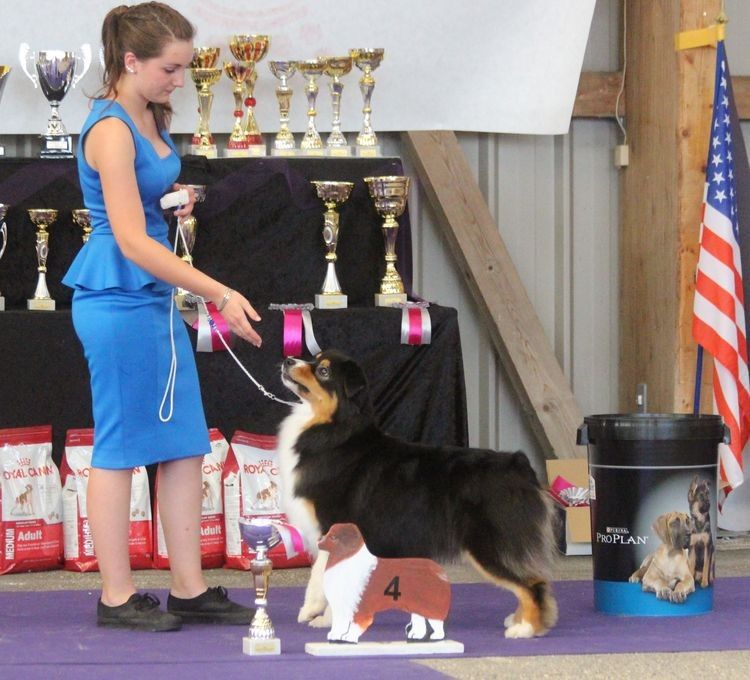 CH. Imperial isis black diamond du Chemin de la Lune aux Reves - EXC sélectionné 4ème sur 67