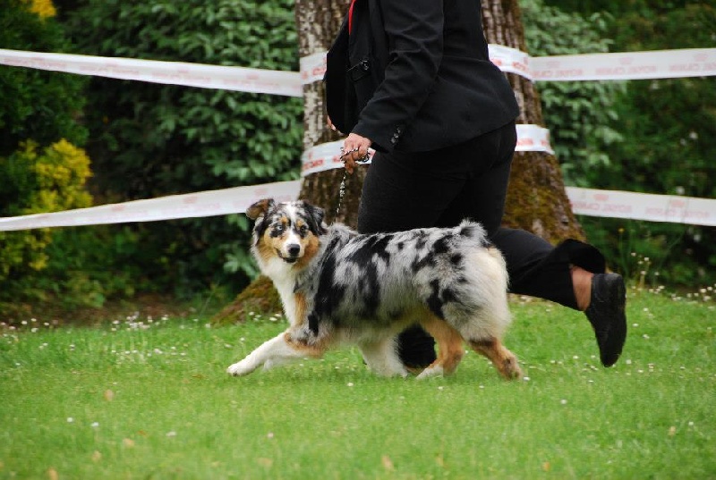 Guess des Wani - Yanpi - 1 ière EXCELLENT INTER