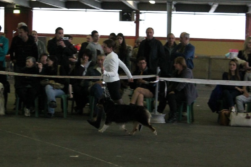 CH. Imperial isis black diamond du Chemin de la Lune aux Reves - 2 IEME EXCELLENT JF