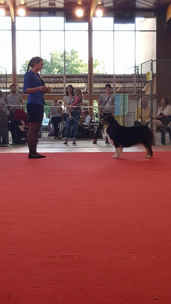 CH. Imperial isis black diamond du Chemin de la Lune aux Reves - 1 ier EXC CACS BOB BOG