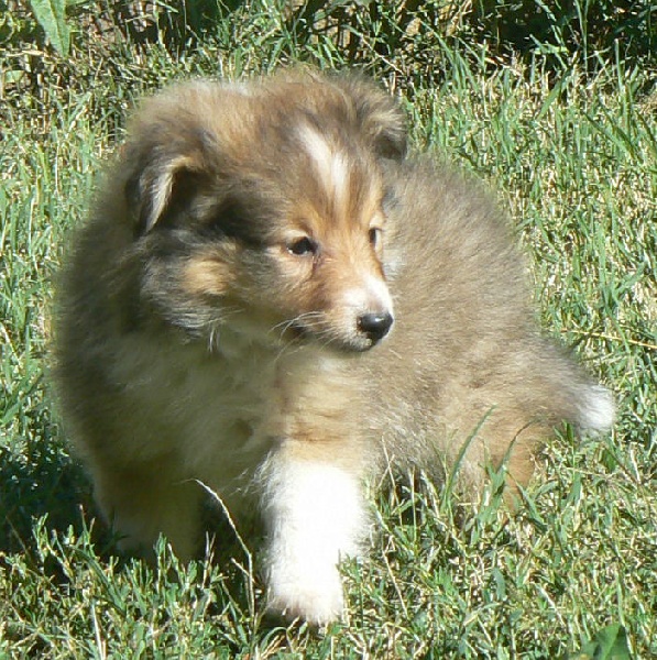 Publication : Des mille eclats des tournesol Auteur : mlle troiani