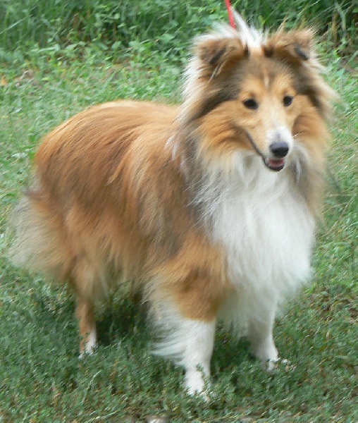 Publication : Des mille eclats des tournesol Auteur : mlle troiani