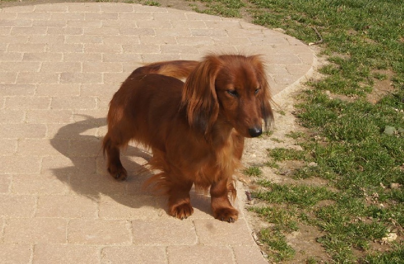 Publication : Du Jardin D'easy Auteur : Du Jardin d'Easy