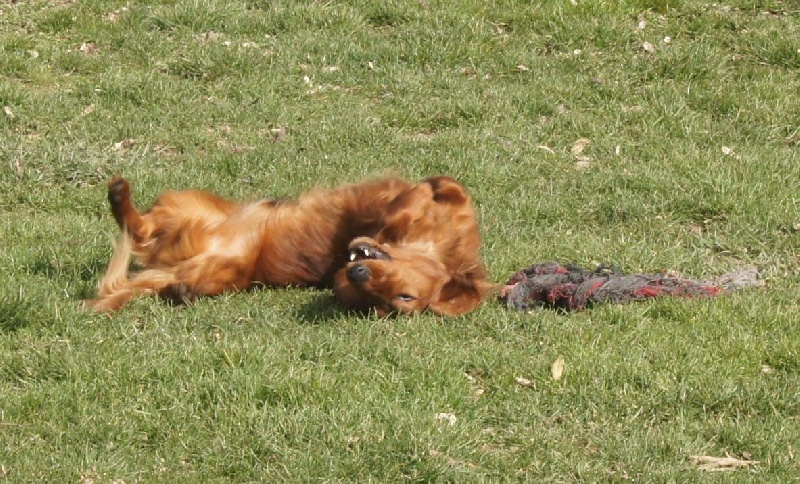 Publication : Du Jardin D'easy Auteur : Du Jardin d'Easy