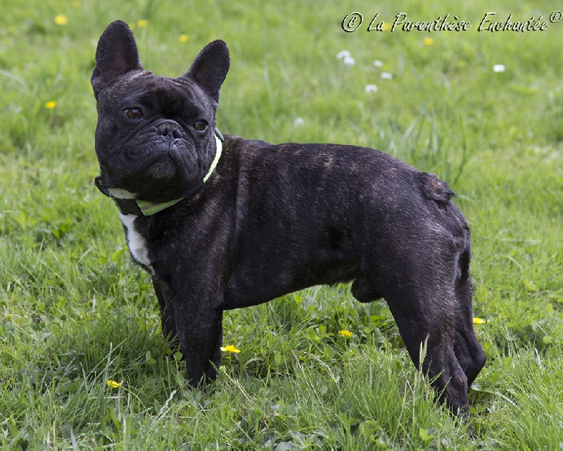 Publication : De la Parenthèse Enchantée Auteur : S. Dupuy