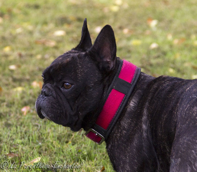 Publication : De la Parenthèse Enchantée Auteur : S. Dupuy