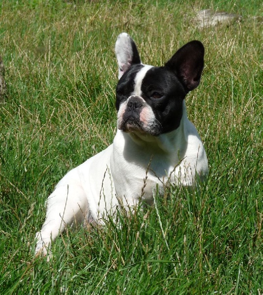 Flanelle Titre Initial