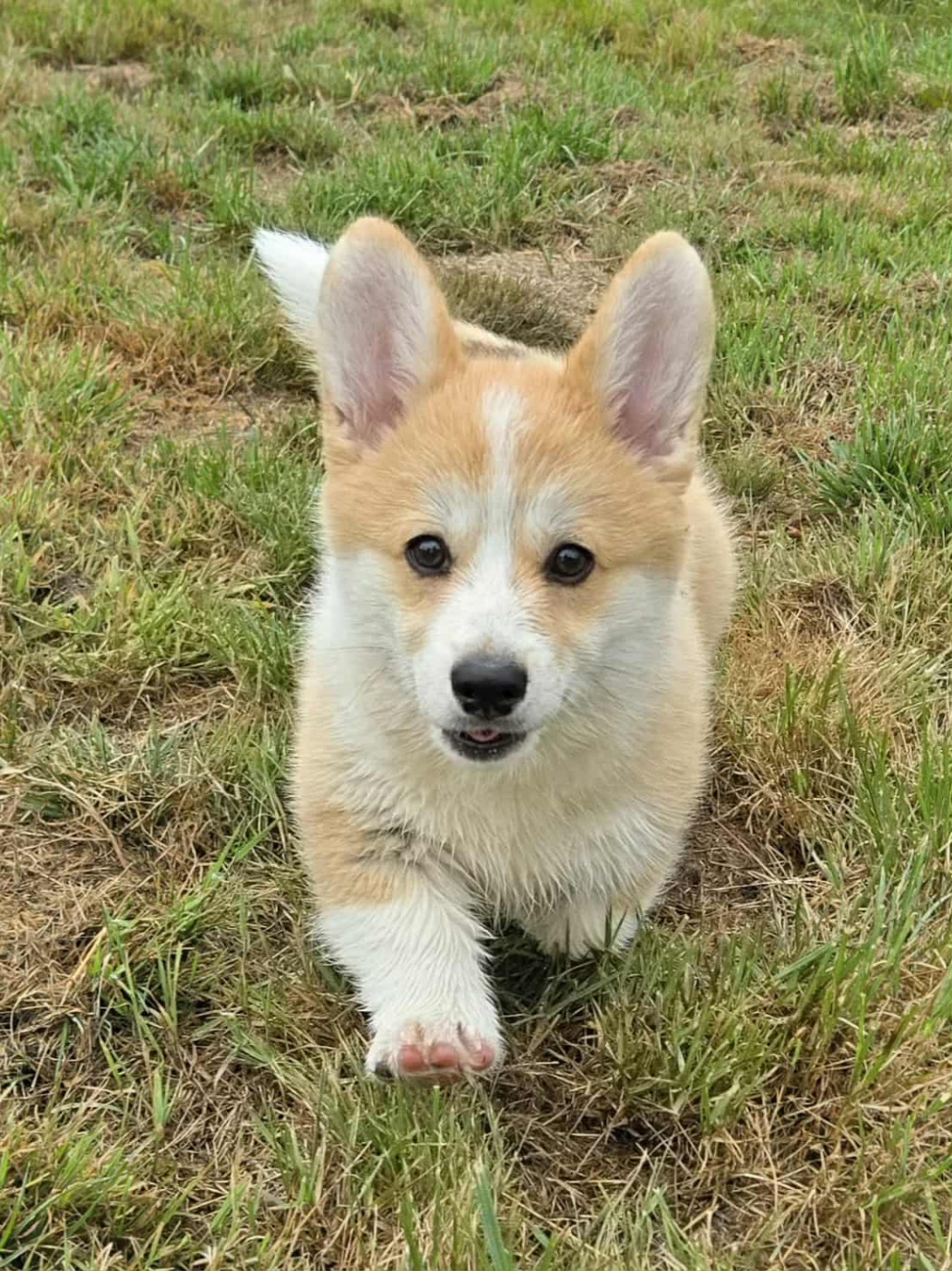 Austine du Chemin des Contrebandiers