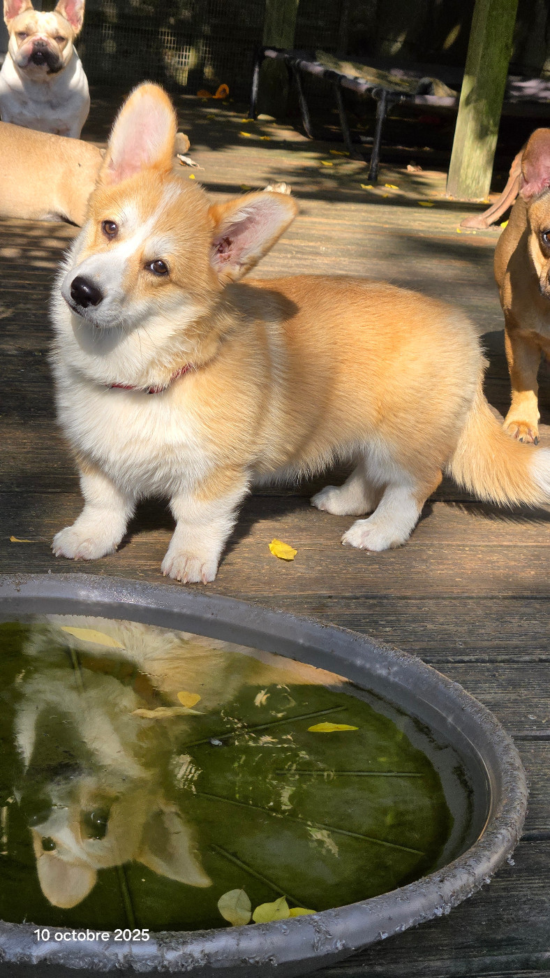 Austine du Chemin des Contrebandiers