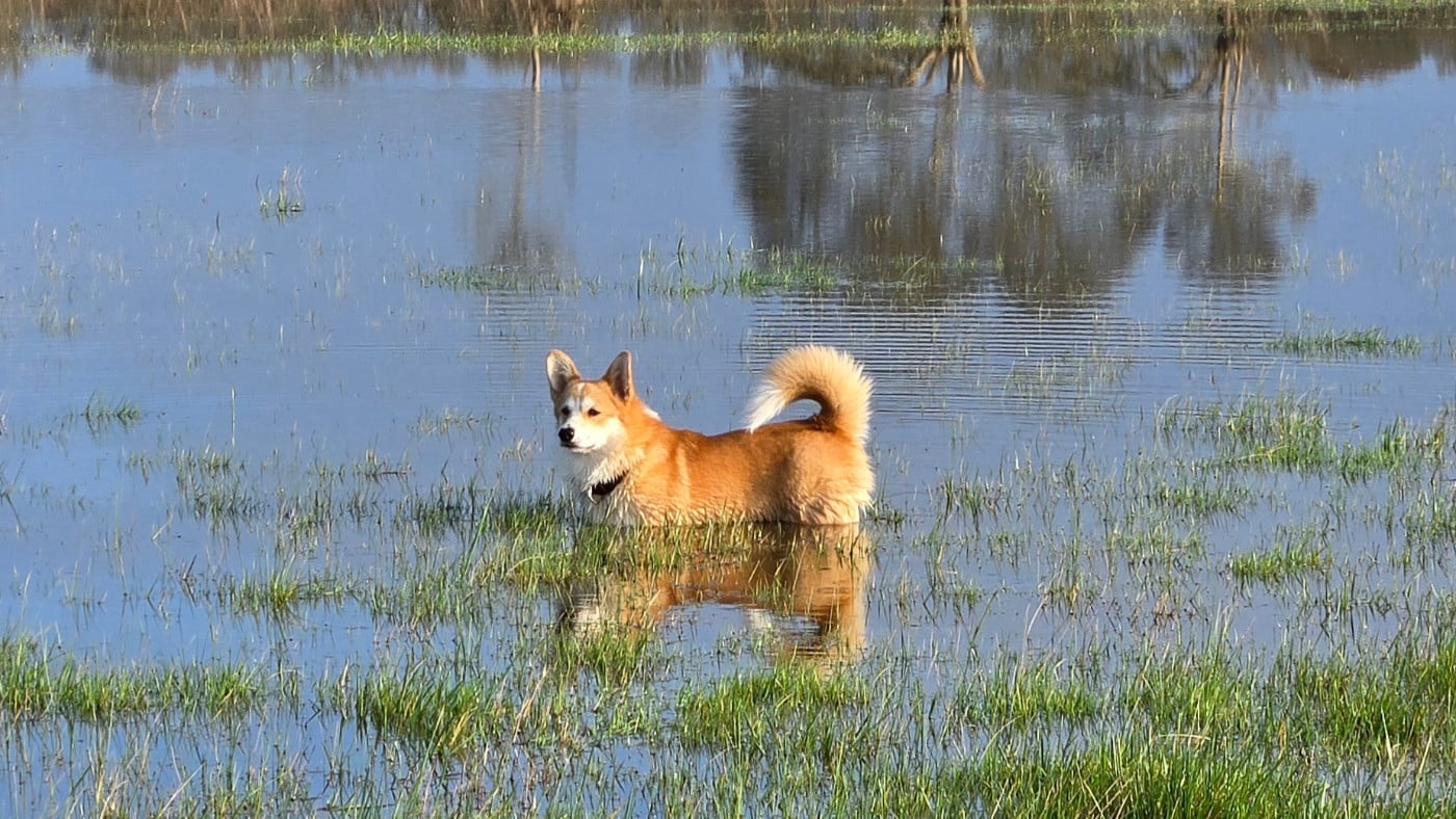 Austine du Chemin des Contrebandiers