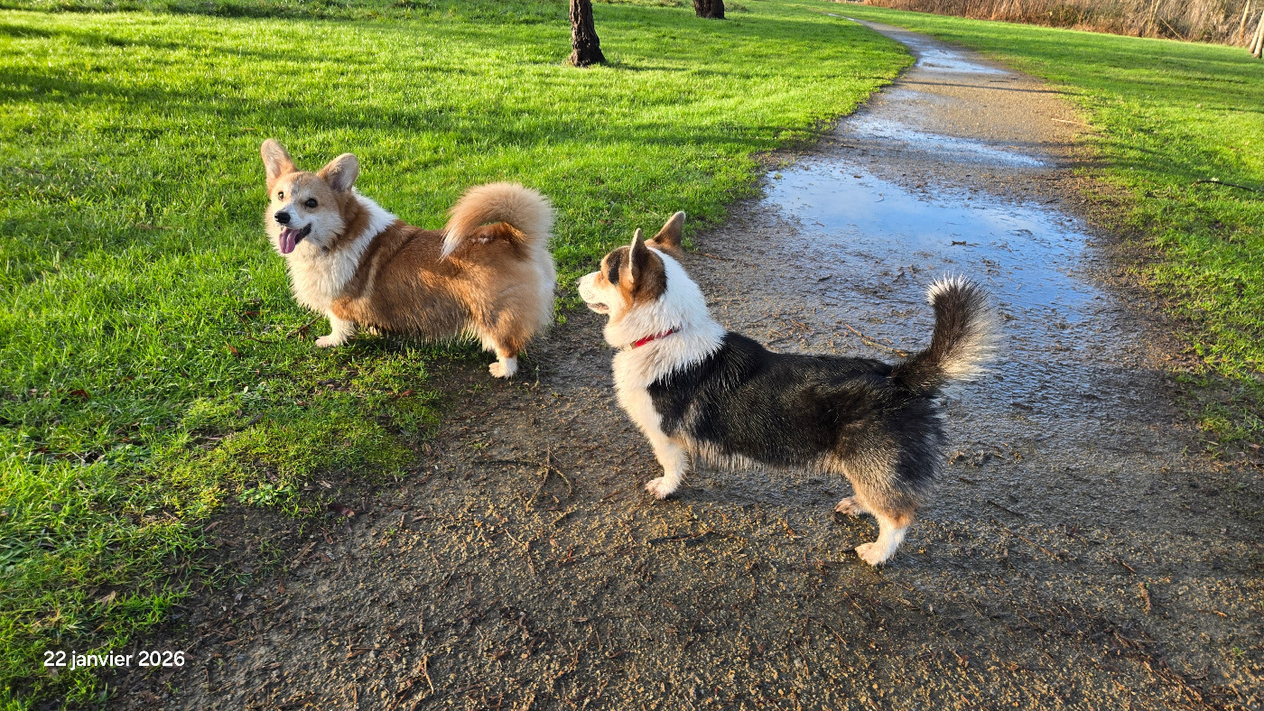 Archibald des salines de Goupil