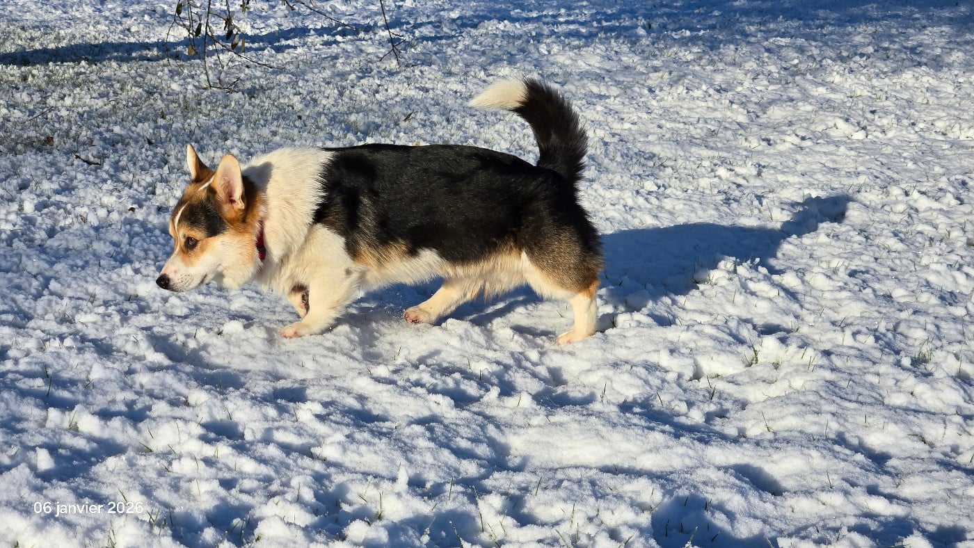 Archibald des salines de Goupil
