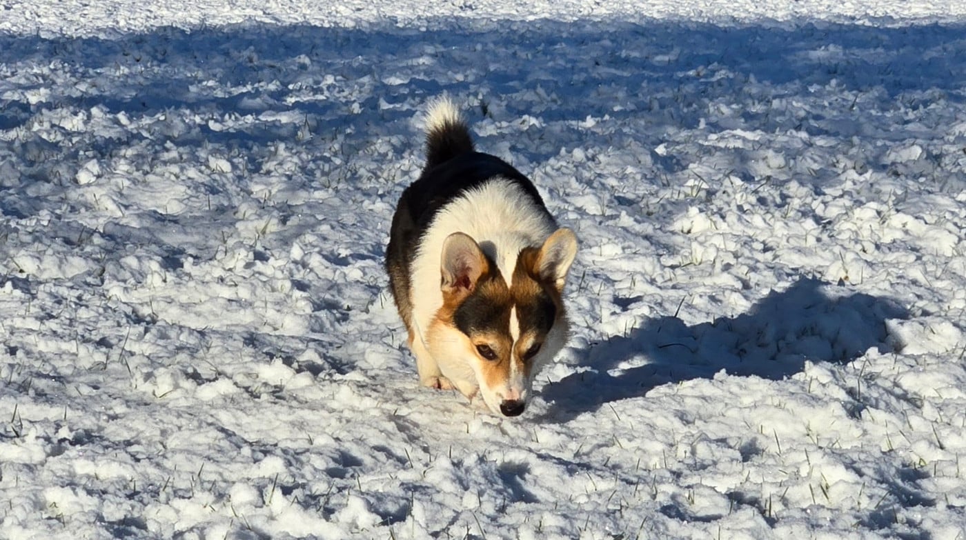 Archibald des salines de Goupil