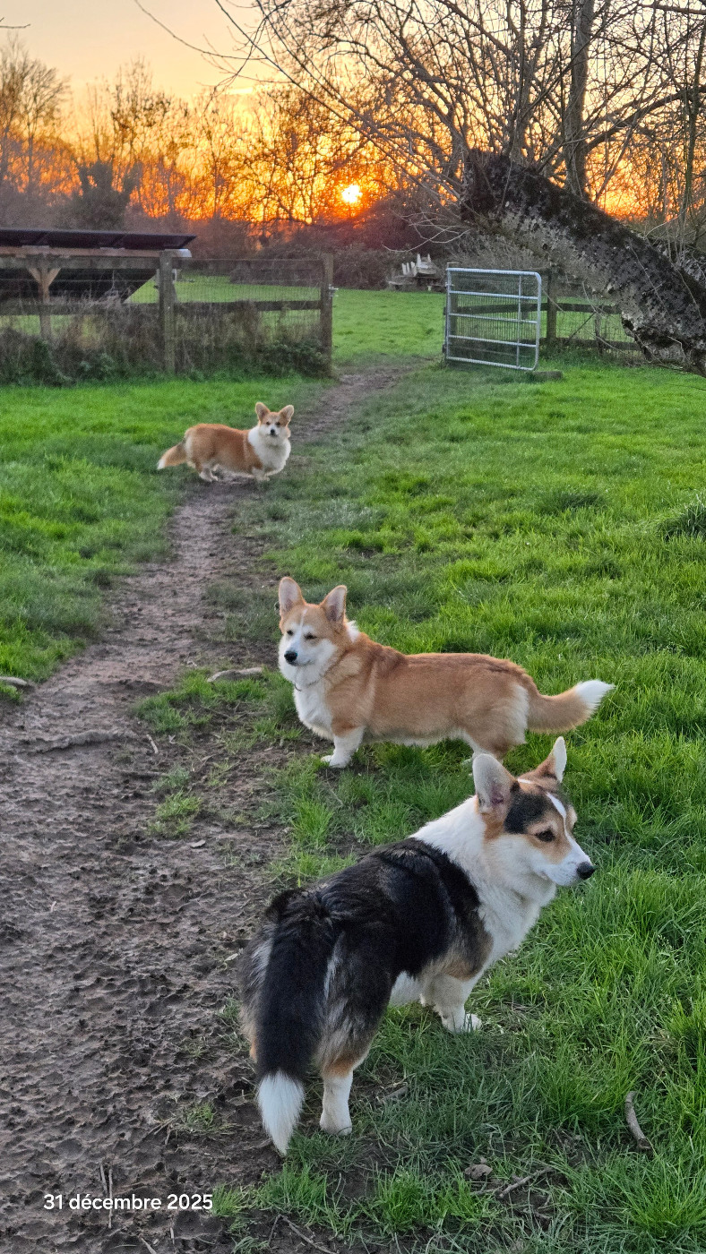 Archibald des salines de Goupil