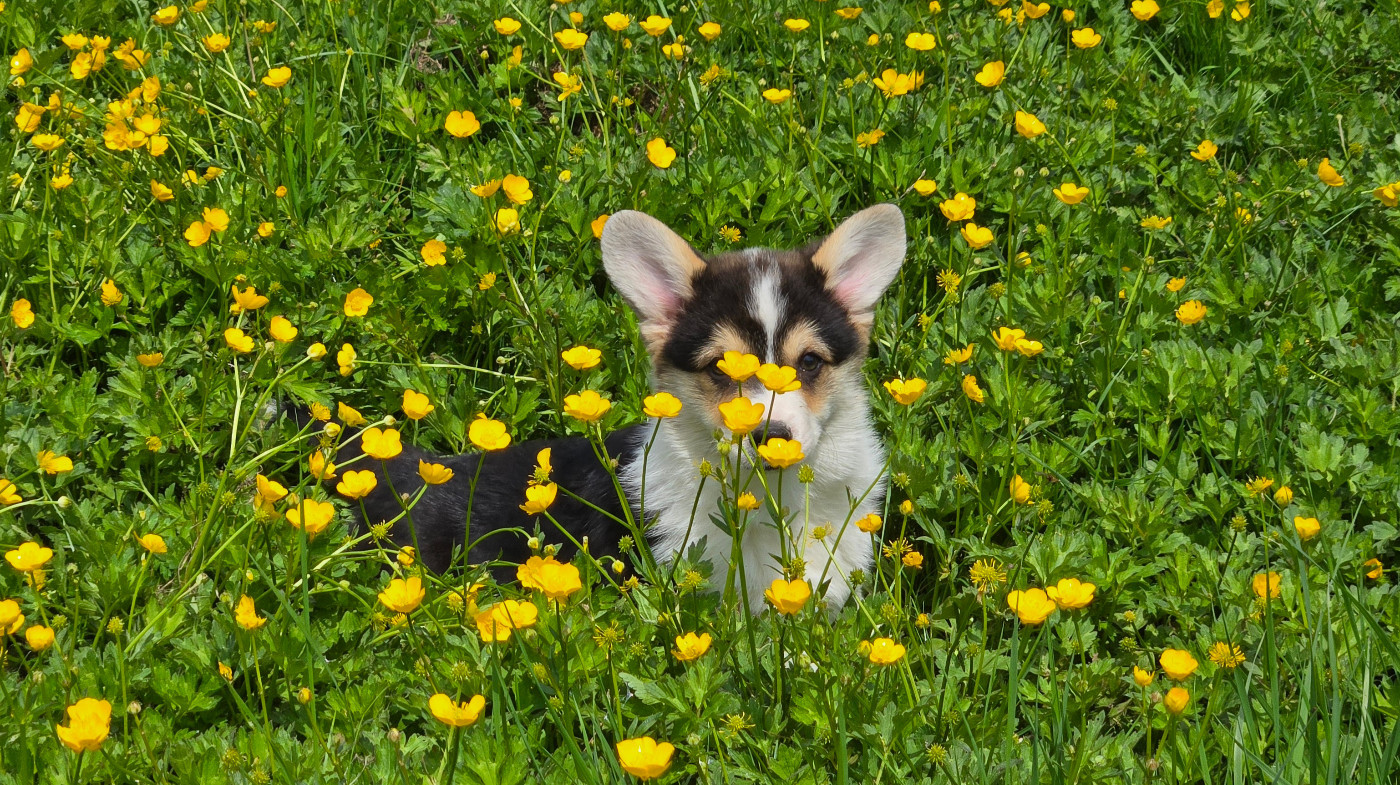 Archibald des salines de Goupil