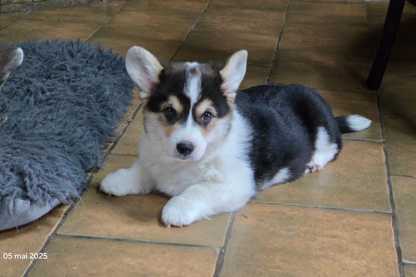 Archibald des salines de Goupil