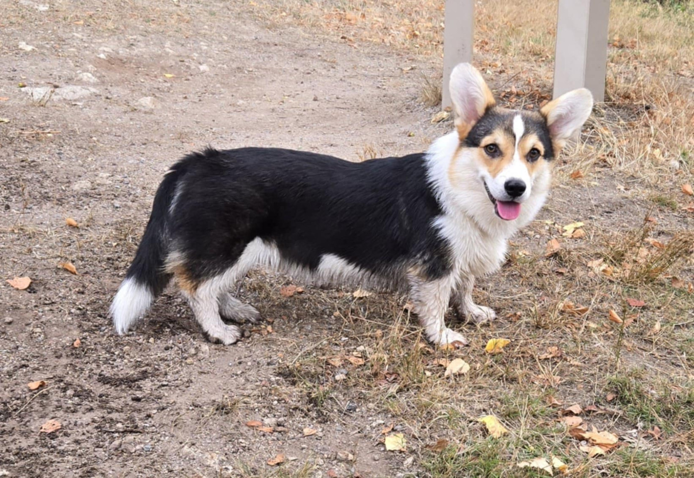 Archibald des salines de Goupil