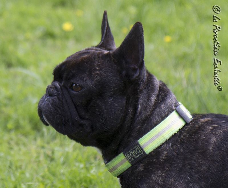 Publication : De la Parenthèse Enchantée Auteur : S. Dupuy