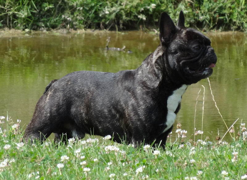 Publication : De la Parenthèse Enchantée Auteur : S. Dupuy