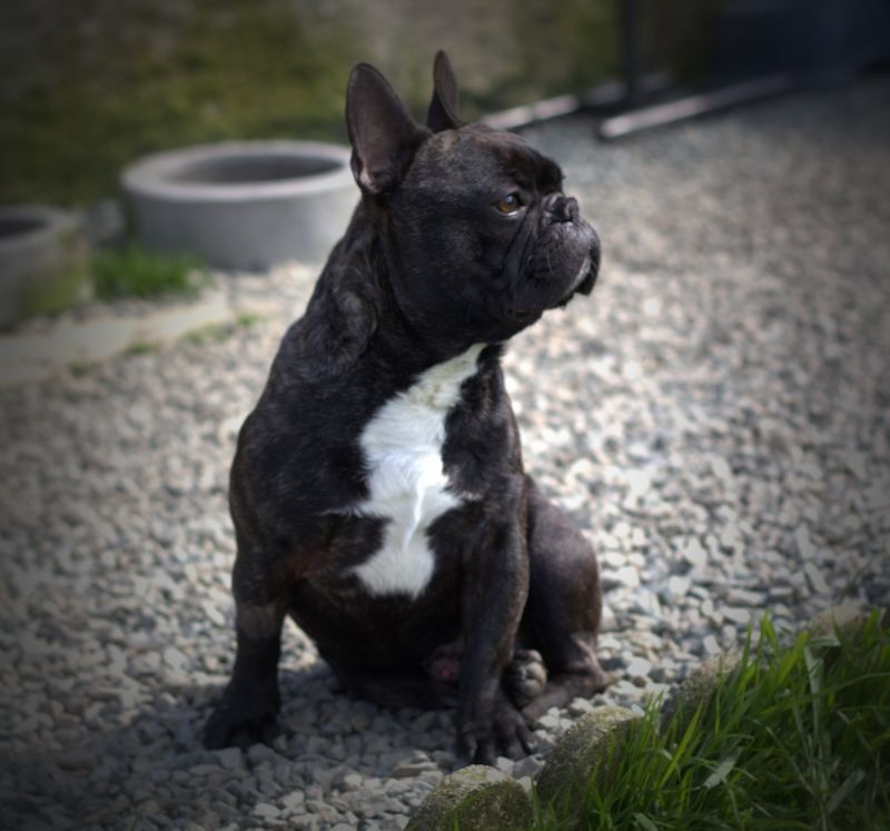 Publication : De la Parenthèse Enchantée Auteur : S. Dupuy