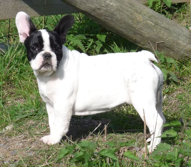 Flanelle Titre Initial