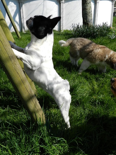 Flanelle Titre Initial