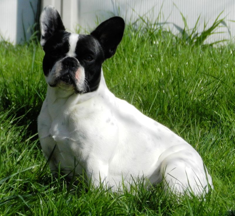 Flanelle Titre Initial