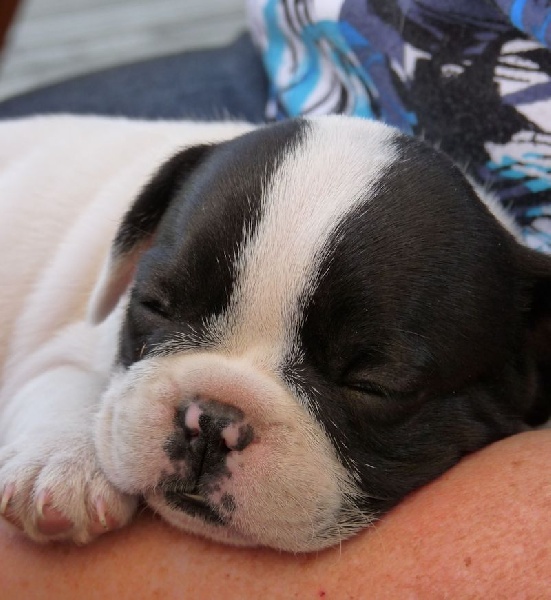 Flanelle Titre Initial