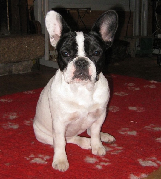 Flanelle Titre Initial